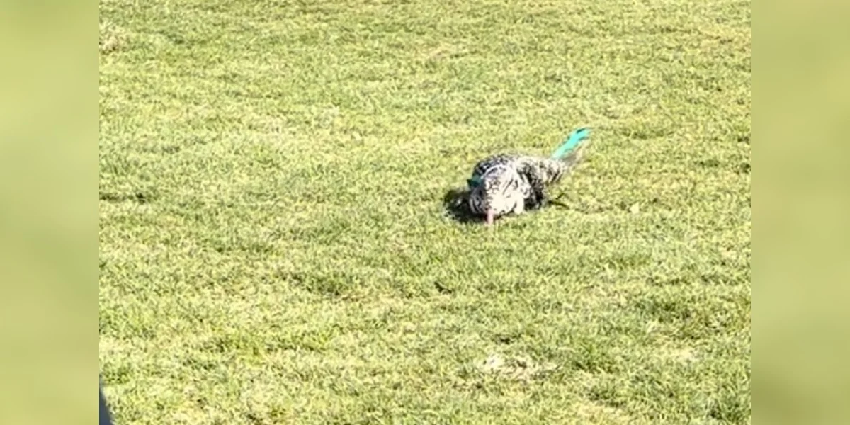 Adorable 'Monster' Goes Searching For Friends At Dog Adoption Event