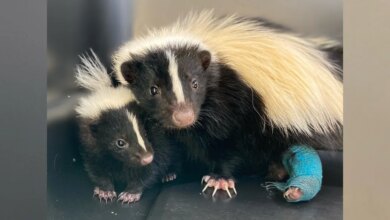 Mama Skunk Adopts Orphaned Baby — Then A Miracle Happens