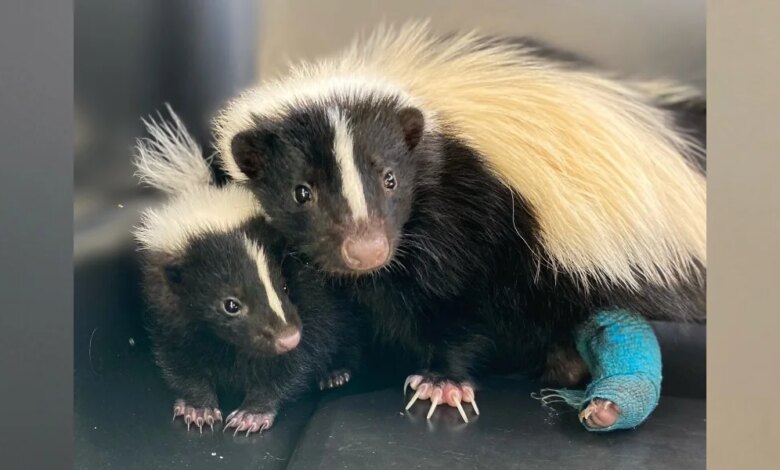 Mama Skunk Adopts Orphaned Baby — Then A Miracle Happens