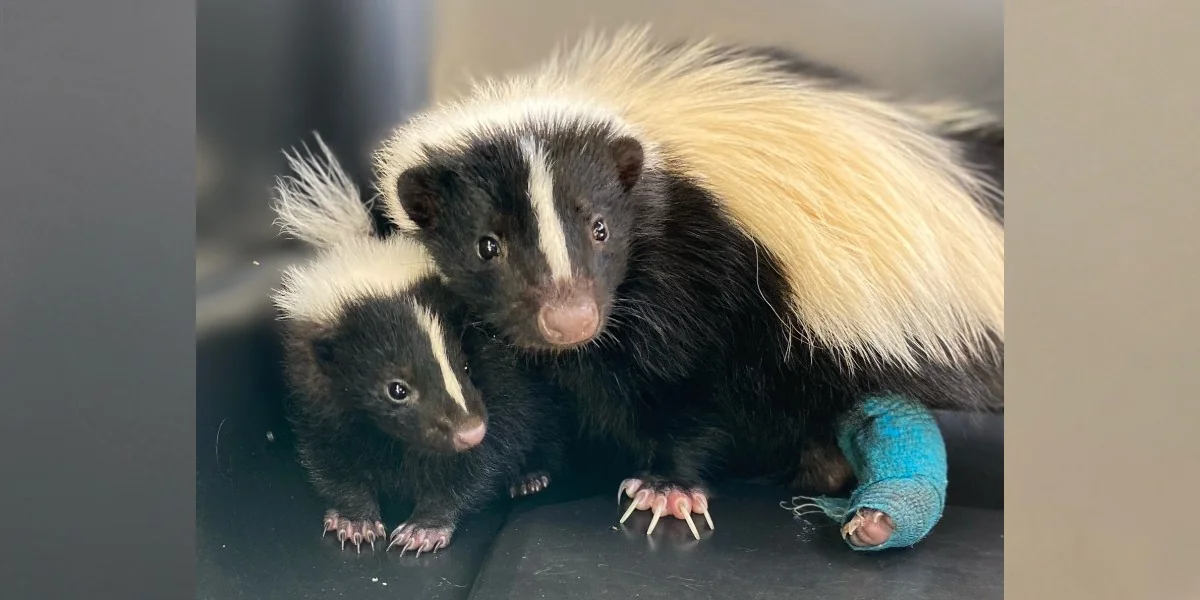 Mama Skunk Adopts Orphaned Baby — Then A Miracle Happens