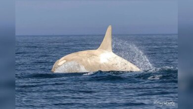 Wildlife Photographer Left Stunned After Capturing A Rare Orca On Film
