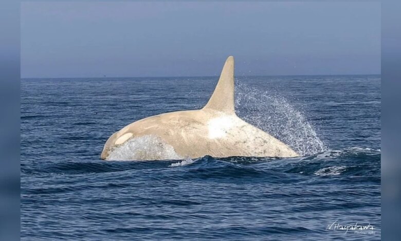Wildlife Photographer Left Stunned After Capturing A Rare Orca On Film