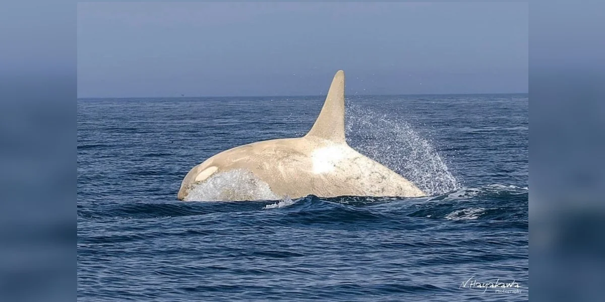 Wildlife Photographer Left Stunned After Capturing A Rare Orca On Film