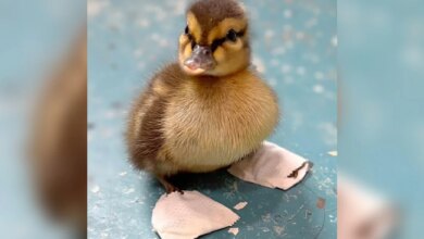 Orphaned Duckling Struggled To Walk, So Rescuers Made Him Tiny Shoes