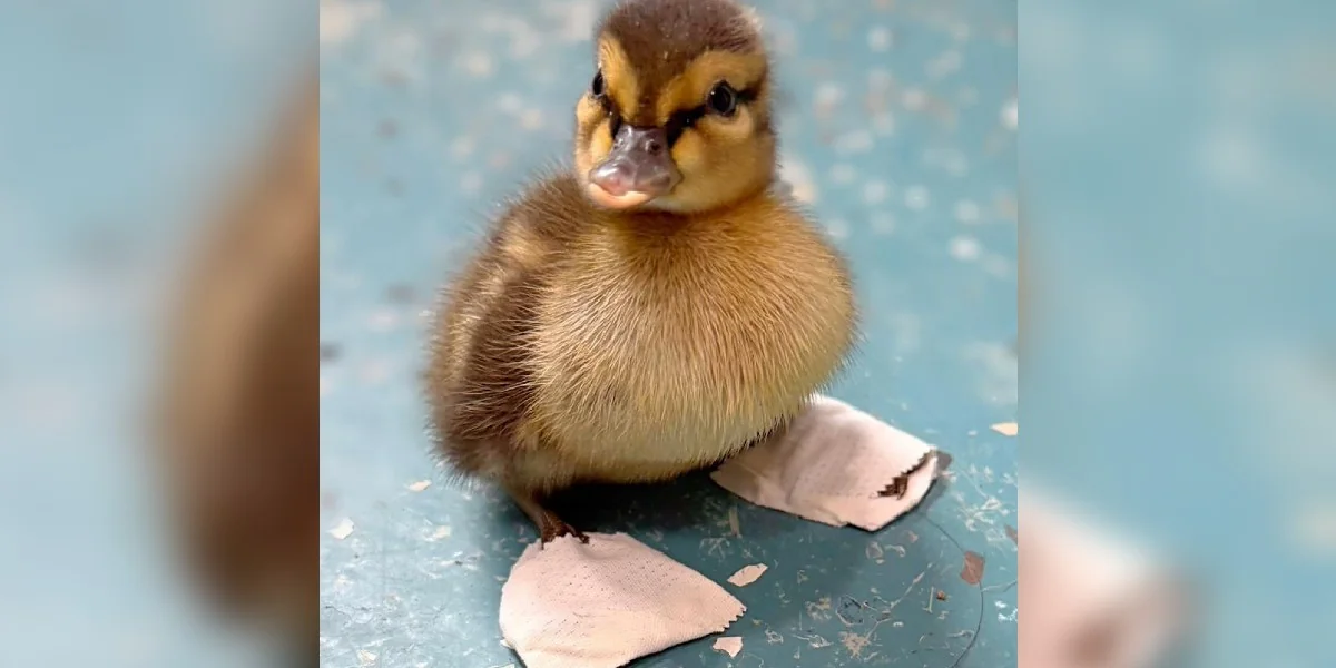 Orphaned Duckling Struggled To Walk, So Rescuers Made Him Tiny Shoes