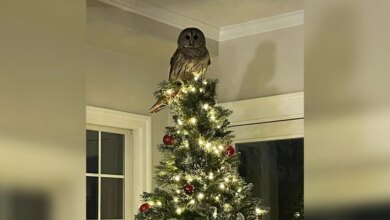 Owl Drops Down The Chimney And Replaces Star On Christmas Tree