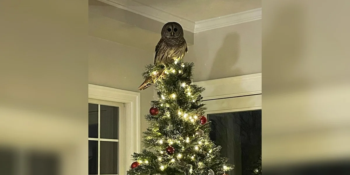 Owl Drops Down The Chimney And Replaces Star On Christmas Tree