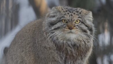 Rare Pallas's Cat Found Living On Mount Everest
