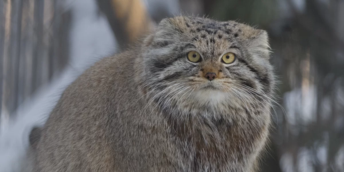 Rare Pallas's Cat Found Living On Mount Everest