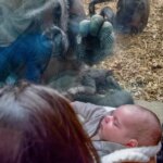 Zoo Gorilla Brings Her Baby To Meet Mom And Newborn