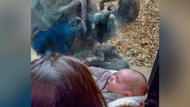 Zoo Gorilla Brings Her Baby To Meet Mom And Newborn