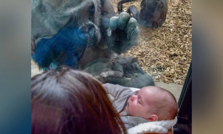Zoo Gorilla Brings Her Baby To Meet Mom And Newborn