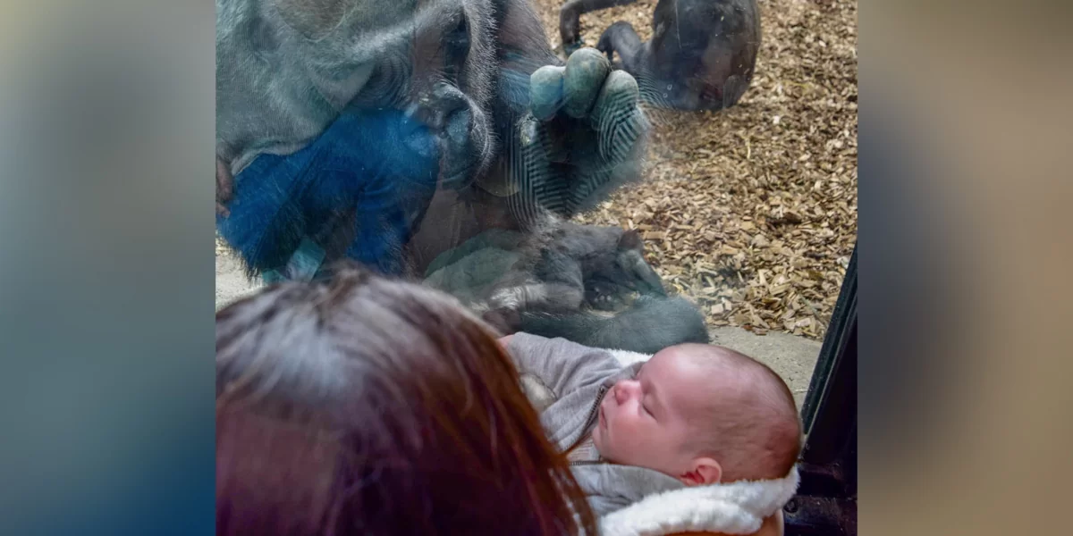 Zoo Gorilla Brings Her Baby To Meet Mom And Newborn