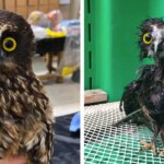 This Little Rescue Owl Needed A Bath, And The Photos Are Adorable