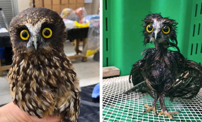 This Little Rescue Owl Needed A Bath, And The Photos Are Adorable