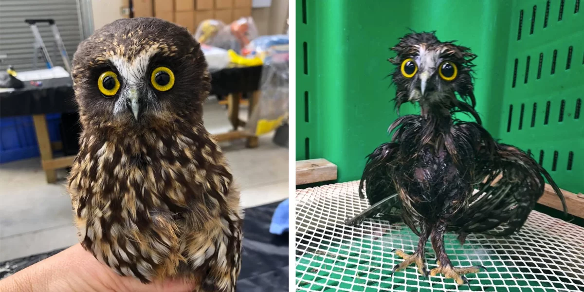This Little Rescue Owl Needed A Bath, And The Photos Are Adorable