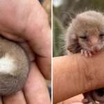 https://www.thedodo.com/daily-dodo/researcher-finds-sleepy-mouse-then-realizes-its-someone-extraordinary
