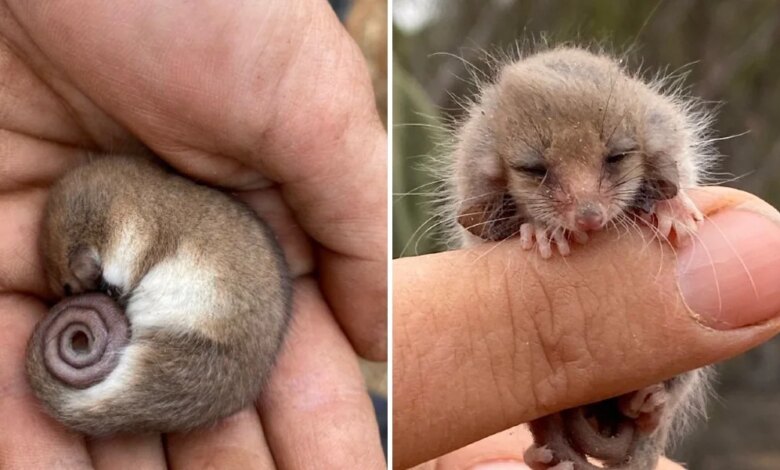 https://www.thedodo.com/daily-dodo/researcher-finds-sleepy-mouse-then-realizes-its-someone-extraordinary