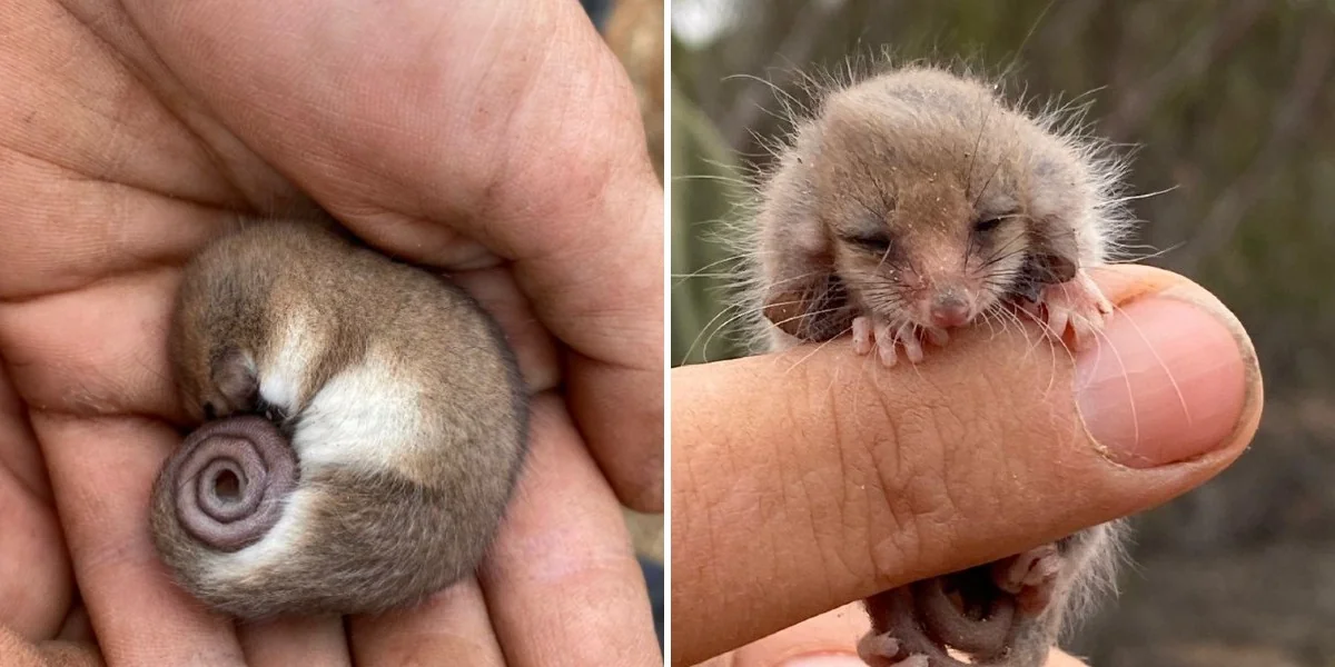 https://www.thedodo.com/daily-dodo/researcher-finds-sleepy-mouse-then-realizes-its-someone-extraordinary