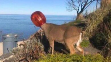 Deer With Head Trapped In Pretzel Jar Freed By Animal Rescue Worker