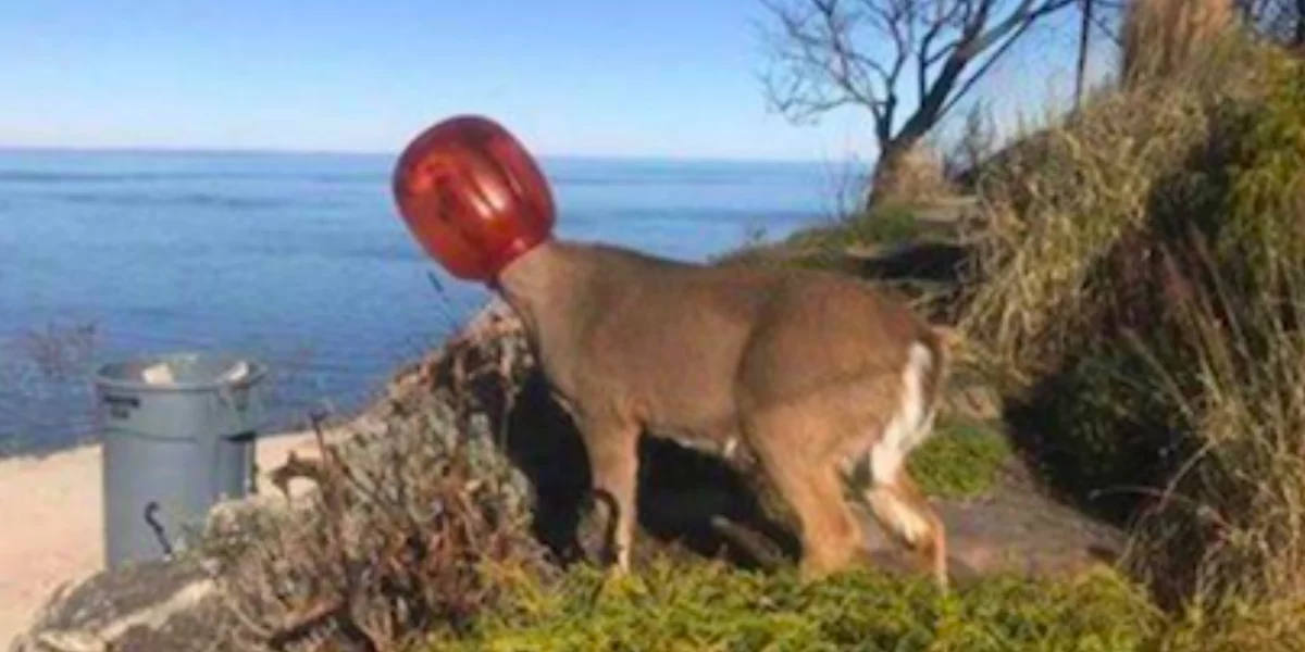 Deer With Head Trapped In Pretzel Jar Freed By Animal Rescue Worker