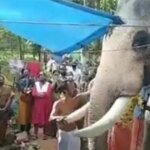 The elephant, named Brahmadathan, appeared to be in mourning