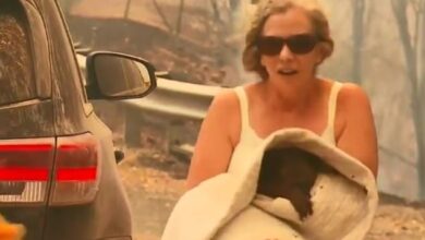 Toni Doherty (pictured with Lewis) was recorded running into an out-of-control bushfire to save him