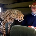 A curious wild cat got up close and personal with a holidaymaker on safari in Kenya when the animal jumped into the back seat of a jeep