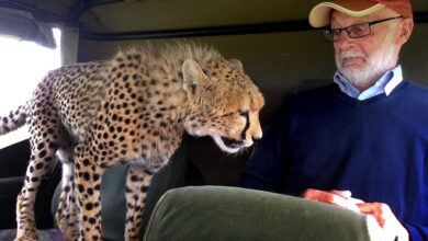 A curious wild cat got up close and personal with a holidaymaker on safari in Kenya when the animal jumped into the back seat of a jeep