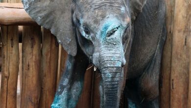 On the mend: Simotua the baby elephant, pictured at the start of his recovery in June, 2015 in Nairobi National Park, had been caught in on a poacher's snare and attacked with a spear