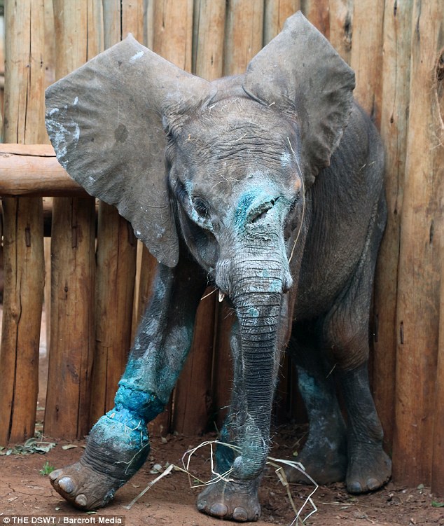On the mend: Simotua the baby elephant, pictured at the start of his recovery in June, 2015 in Nairobi National Park, had been caught in on a poacher's snare and attacked with a spear
