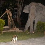 Stand off: The astonishing moment a pet cat - named Simba - chased away a four-tonne elephant that wandered into its garden in Thailand
