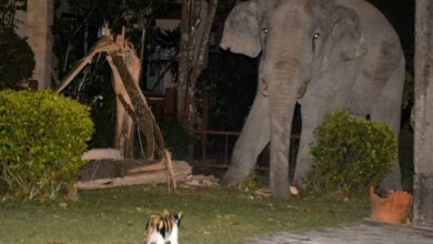Stand off: The astonishing moment a pet cat - named Simba - chased away a four-tonne elephant that wandered into its garden in Thailand