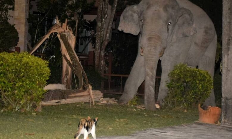 Stand off: The astonishing moment a pet cat - named Simba - chased away a four-tonne elephant that wandered into its garden in Thailand