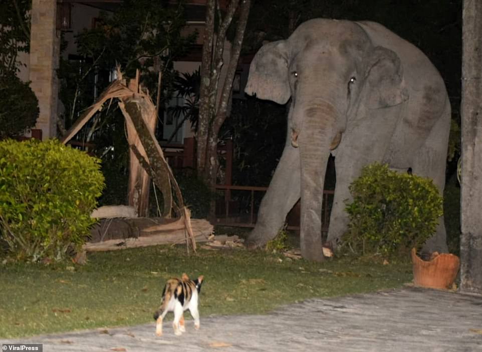 Stand off: The astonishing moment a pet cat - named Simba - chased away a four-tonne elephant that wandered into its garden in Thailand
