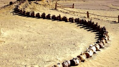 Saudi geologists just discovered a 37 million-year-old extinct whale in the desert