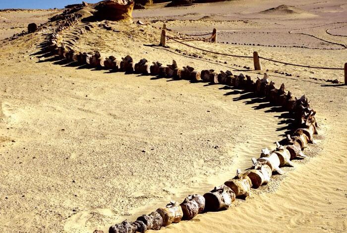 Saudi geologists just discovered a 37 million-year-old extinct whale in the desert