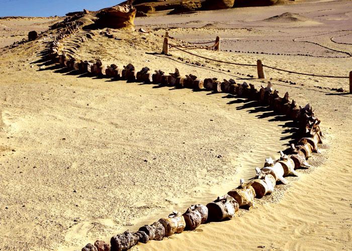 Saudi geologists just discovered a 37 million-year-old extinct whale in the desert