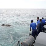Divers aided by wildlife officials approached the distressed animal and tied ropes to it, pictured, before towing it gently to shallow waters near the coast, where it was released late yesterday