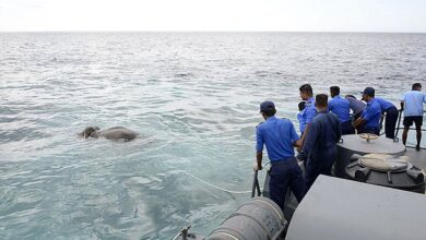 Divers aided by wildlife officials approached the distressed animal and tied ropes to it, pictured, before towing it gently to shallow waters near the coast, where it was released late yesterday
