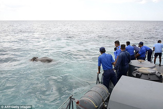 Divers aided by wildlife officials approached the distressed animal and tied ropes to it, pictured, before towing it gently to shallow waters near the coast, where it was released late yesterday