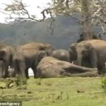 Heartbreaking footage shows the moment a herd of elephants paid its last respects to its dead leader