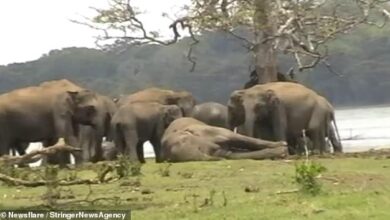 Heartbreaking footage shows the moment a herd of elephants paid its last respects to its dead leader