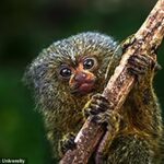 Researchers have found that the world's smallest monkey, the 100-gram pygmy marmoset, is actually two species. A 'northwestern' pygmy marmoset (pictured) from Ecuador