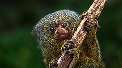 Researchers have found that the world's smallest monkey, the 100-gram pygmy marmoset, is actually two species. A 'northwestern' pygmy marmoset (pictured) from Ecuador