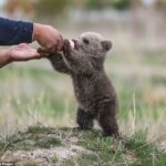Feeding time: Baby bear 'Hakvan' is pictured feeding from a milk bottle by an officer at a rehabilition center in Van, Turkey on April 20
