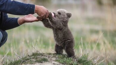 Feeding time: Baby bear 'Hakvan' is pictured feeding from a milk bottle by an officer at a rehabilition center in Van, Turkey on April 20