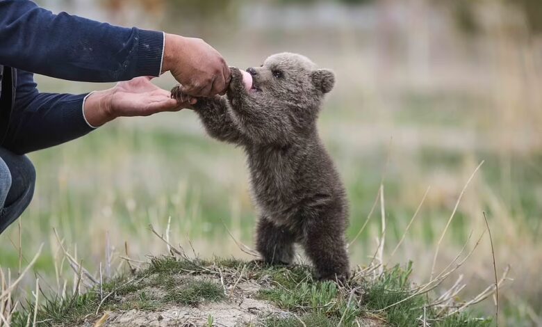 Feeding time: Baby bear 'Hakvan' is pictured feeding from a milk bottle by an officer at a rehabilition center in Van, Turkey on April 20