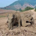 The orphaned Park Mae Mae was discovered by Thai villagers on April 23, around 12 hours after her mother died, refusing to leave the elephant's corpse. Footage shows the confused baby elephant beside her collapsed mother