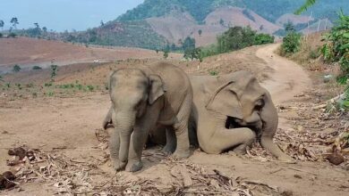 The orphaned Park Mae Mae was discovered by Thai villagers on April 23, around 12 hours after her mother died, refusing to leave the elephant's corpse. Footage shows the confused baby elephant beside her collapsed mother